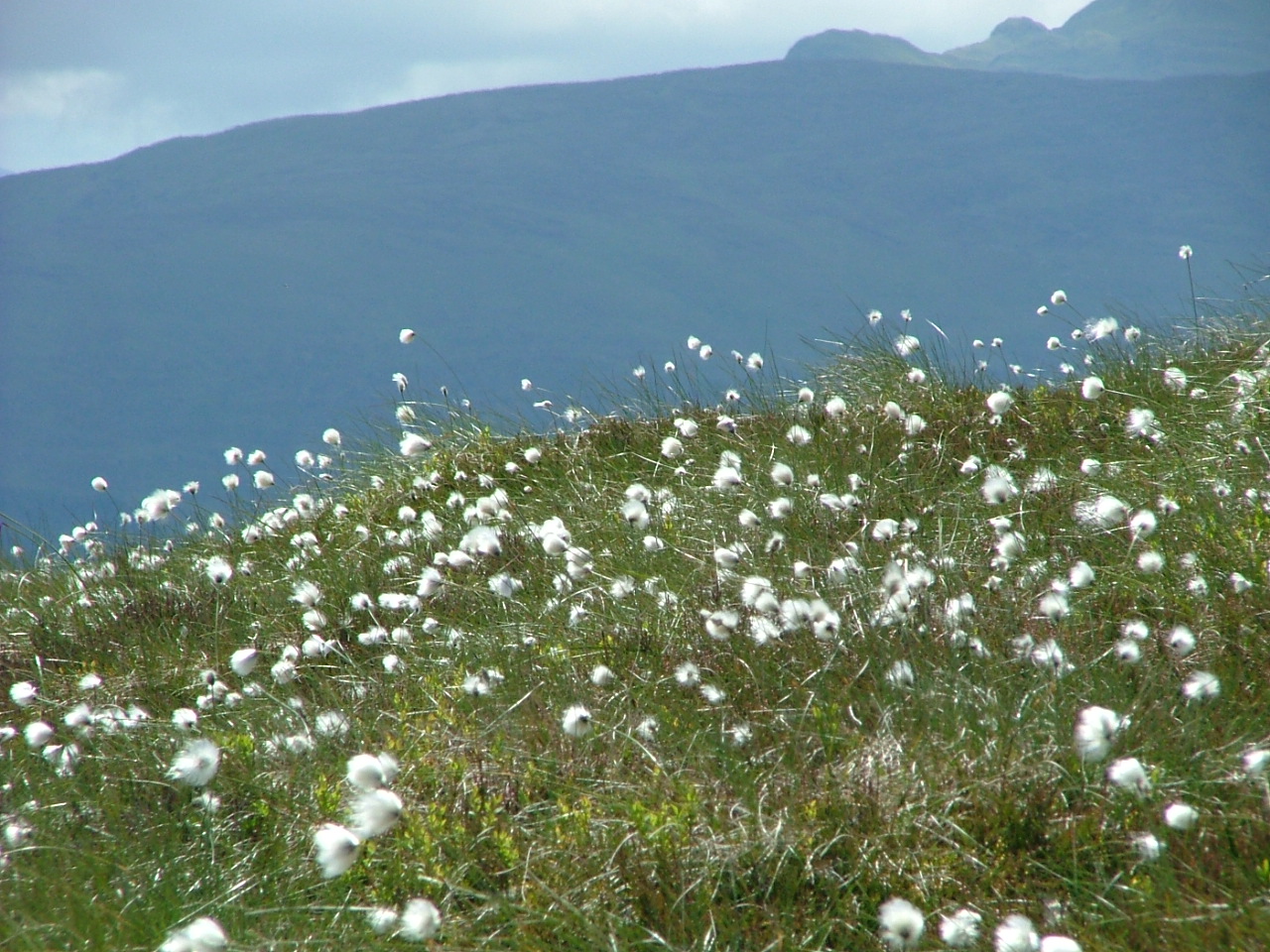 18 Bog cotton, Meall a Mhuic, Innerwick, Glenlyon