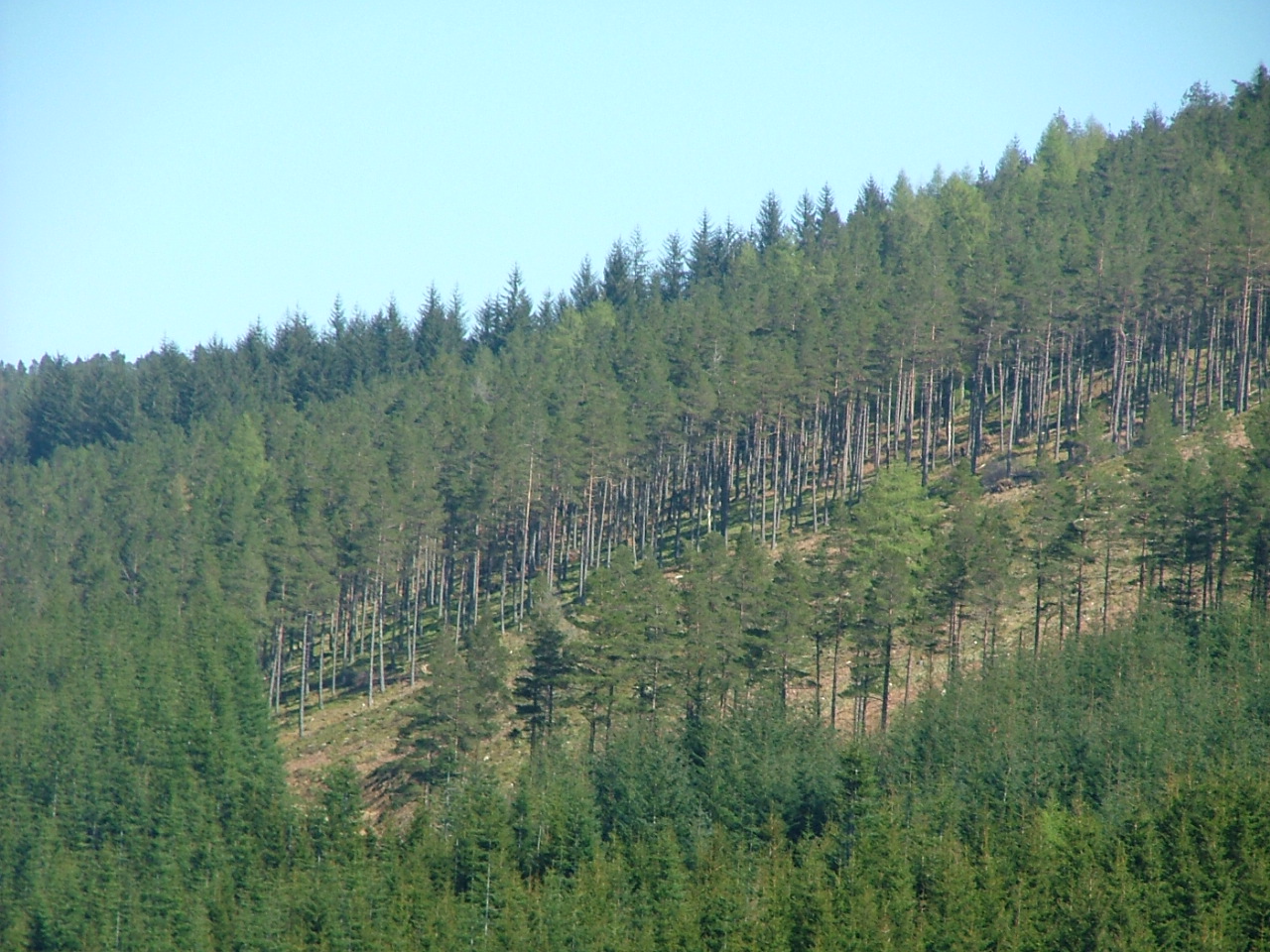 6 Forestry Commission Timber on Drummond Hill